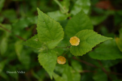 Sida cordata